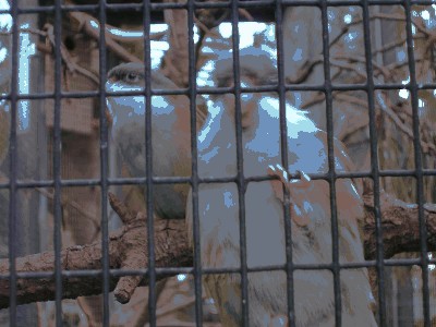 Stokówka ciemnogłowa - Bolborhynchus aymara 1.jpg