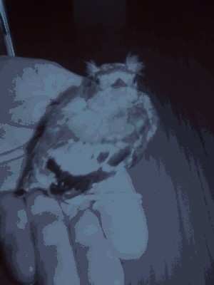 Zdjęcie040.jpg