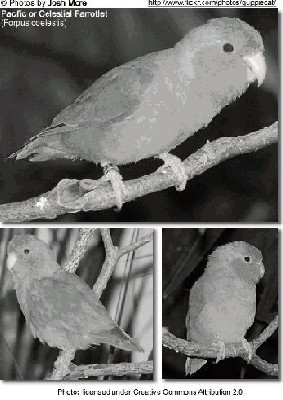 Wróbliczka Zielonolica (Forpus coelestis) (fot. 2).jpg