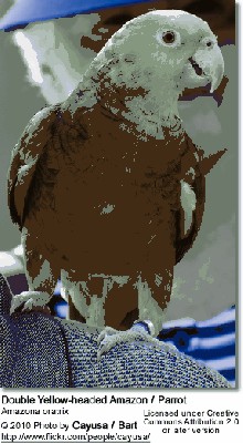 Amazona oratrix.jpg