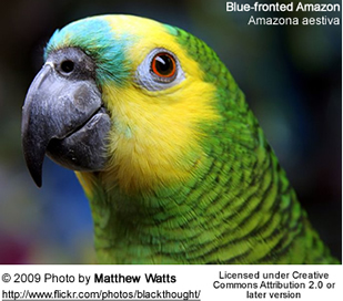Amazona aestiva aestiva.jpg