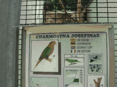 Lorika ostrosterna - Charmosyna josefinae.jpg