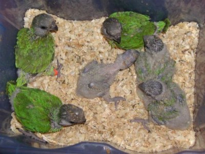 mode w cieplarce.jpg (41.68 KiB) Przejrzano 20547 razy mode w cieplarce.jpg