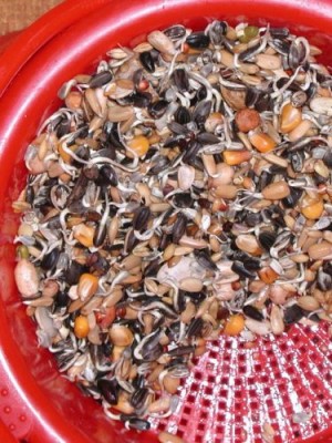 skiekowane ziarno(2).jpg (61.28 KiB) Przejrzano 20572 razy skiekowane ziarno(2).jpg