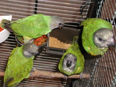 usamodzielnianie si(2).jpg (47.52 KiB) Przejrzano 20572 razy usamodzielnianie si(2).jpg