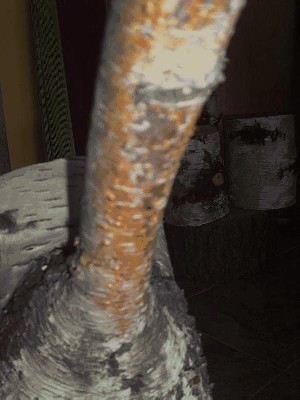 brzoza.JPG
