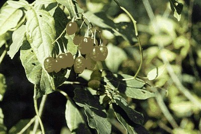 Psianka słodkogórz (Solanum dulcamara), owoce.jpg