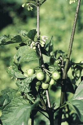 Psianka czarna (Solanum nigrum).jpg