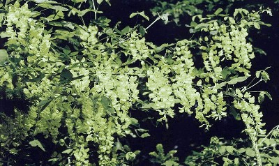 Złotokap pospolity (Laburnum anagyroides).jpg