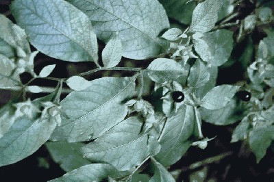 Pokrzyk wilcza jagoda (Atropa belladonna) z owocami.jpg