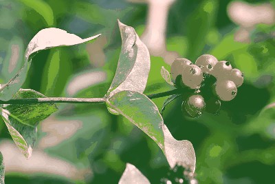 Wiciokrzew przewiercień (Lonicera caprifolium),.jpg