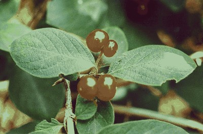 Wiciokrzew suchodrzew  (Lonicera xylosteum.jpg