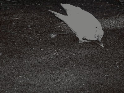 Kakadu sionooka - Cacatua sanguinea 5.jpg