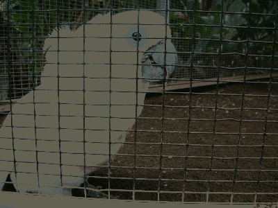 Kakadu mała - Cacatua ducorpsii 3.jpg