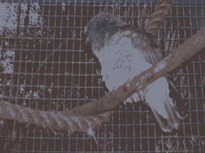 Afrykanka złotoplama - Poicephalus meyeri 1.jpg