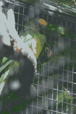 Konura brazylijska - Aratinga aurea.jpg