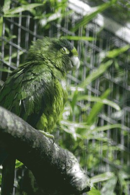 Konura pomarańczowoczelna - Aratinga canicularis canicularis.jpg
