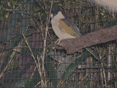 Świergotka czarnogłowa - Psephotus chrysopterygius dissimilis 1.jpg