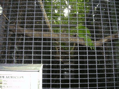 Modrolotka żółtoczapkowa - Cyanoramphus auriceps 1.jpg