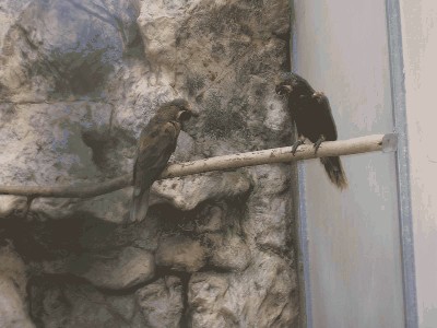 Lora oliwkowa - Chalcopsitta duivenbodei 2.jpg