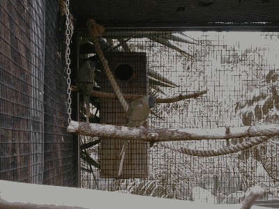 Aleksandretta himalajska - Psittacula himalayana himalayana 1.jpg