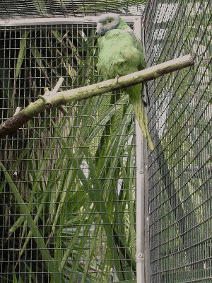 Al;eksandretta zielonoszyja - Psittacula calthorpae 1.jpg