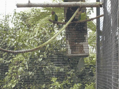 Aleksandretta śliwogłowa - Psittacula cyanocephala 2.jpg
