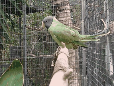 Aleksandretta szarogłowa - Psittacula himalayana finschii 2.jpg
