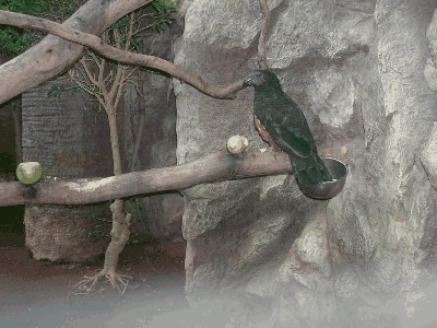 Sępica - Psittrichas fulgidus 2.jpg