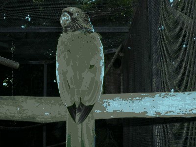 Kapturnica . - Deroptyus accipitrinus fuscifrons 1.jpg
