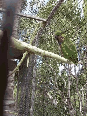 Figówka czerwonobroda - Psittaculirostris edwardsii 1.jpg