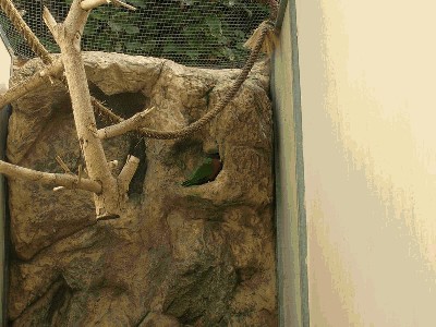 Loreczka pustelnicza - Phigys solitarius 2.jpg