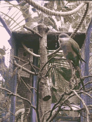 Stokówka ciemnogłowa - Bolborhynchus aymara 3.jpg