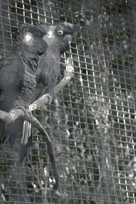 Żałobnica białosterna - Calyptorhynchus funereus baudinii.jpg