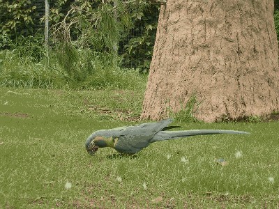 Ara szafirowa - Ara glaucogularis.jpg