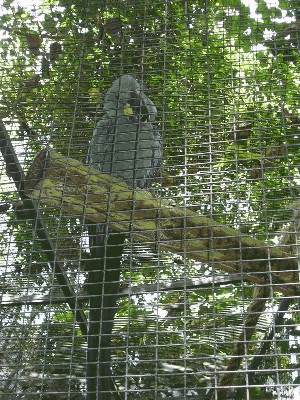 Ara hiacyntowa - Anodorhynchus hyacinthinus.jpg