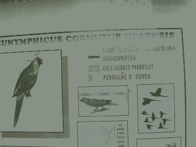 Modrolotka zielonoczuba - Eunymphicus cornutus uvaensis.jpg