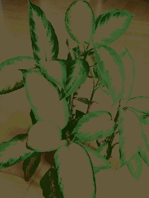 Dieffenbachia bowmannii 1.jpg