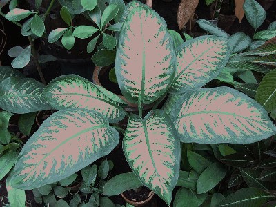 Dieffenbachia bauseii.jpg