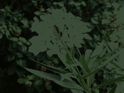 Oleander - Oleander (Nerium L.).jpg