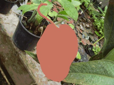 Anthurium scherzerianum.jpg