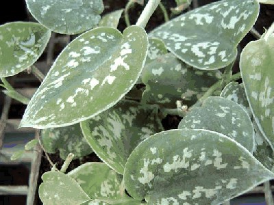 scindapsus.jpg