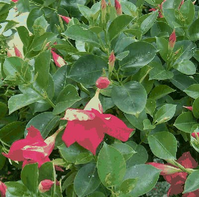 dipladenia1.jpg
