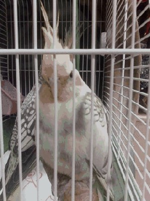 Lola.JPG