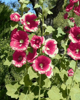 Malwa różowa (Alcea rosea L.),.jpg