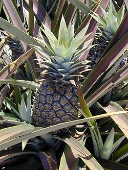 Ananas jadalny (Ananas comosus.jpg