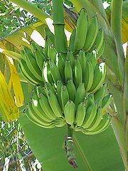 Banan (Musa L.).jpg