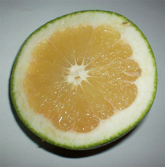 grapefrut.jpg