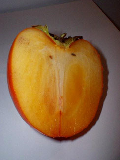 kaki  1.jpg