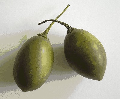 Tomarillo.jpg